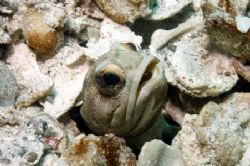 I Folk's, I'm pretty...
Sea of Cortez
Nikon D100 with H... by Nuno Perez 